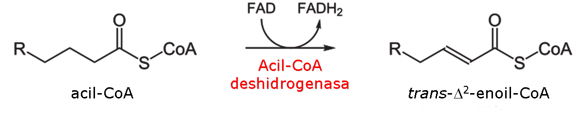 1 reaccin de la beta-oxidacin