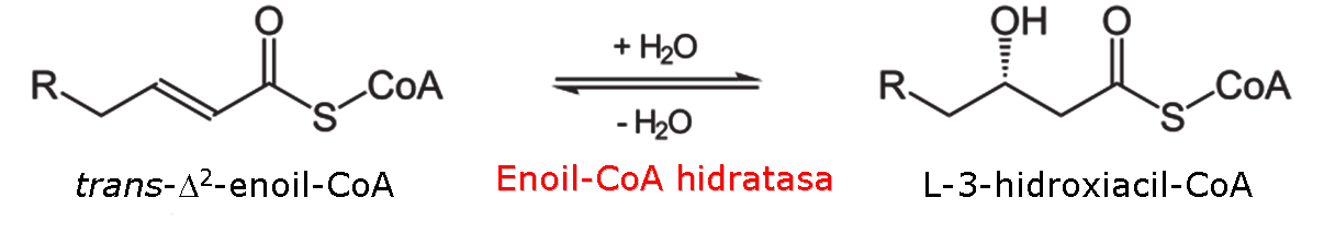 2 reaccin de la beta-oxidacin