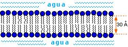 esquema de una bicapa