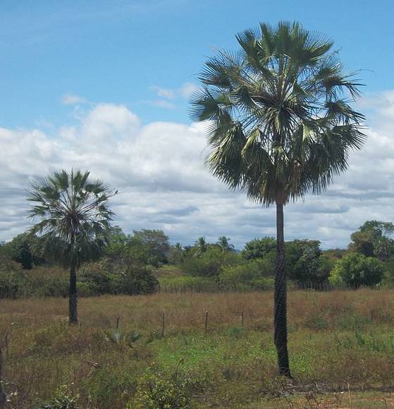 palmera