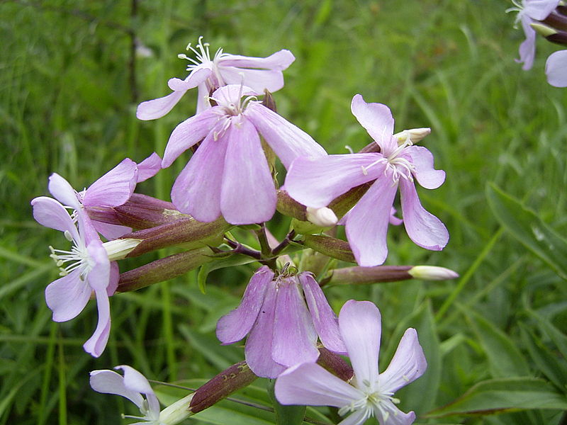 saponaria