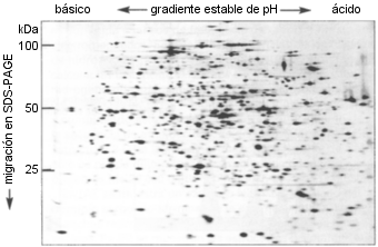 fotografa de resultado de electroforesis bidimensional