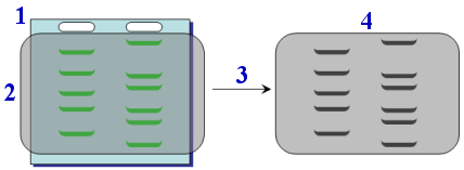 esquema de la autorradiografa de un gel